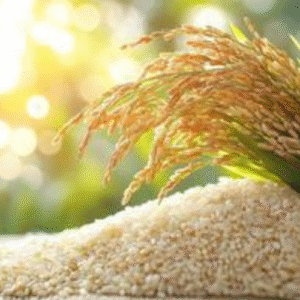 Premium 1121 Golden Basmati Rice